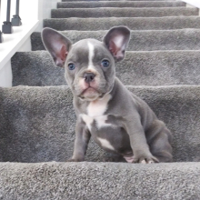 Frenchton Puppy Emily