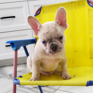 Frenchton Puppy Riley
