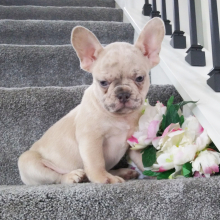 Frenchton Puppy Riley