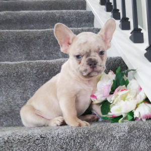 Frenchton Puppy Riley