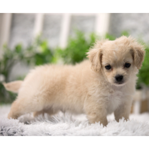 Shihpoo Puppy PeeWee