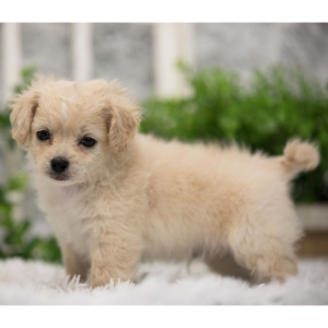 Shihpoo Puppy PeeWee