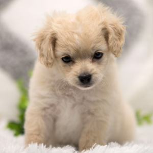 Shihpoo Puppy PeeWee