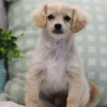 Shihpoo Puppy PeeWee