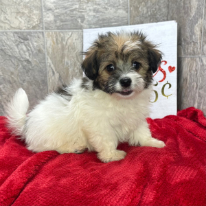 Havanese Puppy Britta