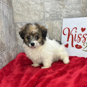 Havanese Puppy Britta