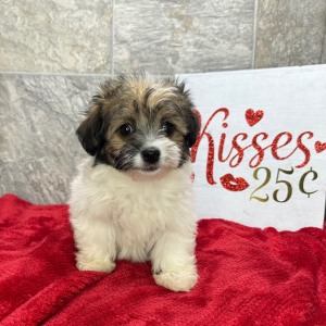 Havanese Puppy Britta