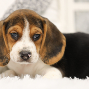 Beagle Puppy Joey