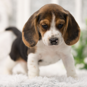Beagle Puppy Joey