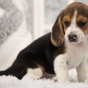 Beagle Puppy Joey