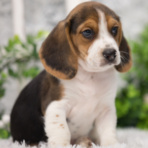 Beagle Puppy Joey