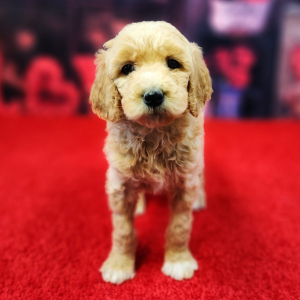 Poodle Puppy Honey