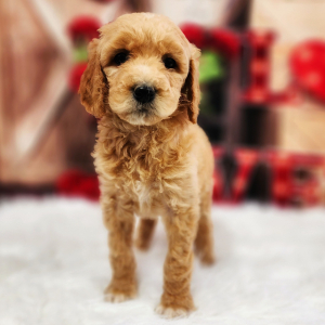 Poodle Puppy Honey