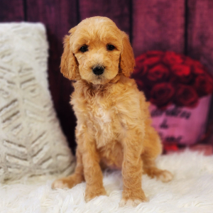 Poodle Puppy Honey
