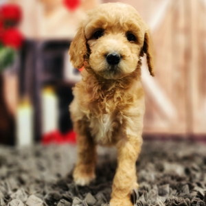 Poodle Puppy Honey