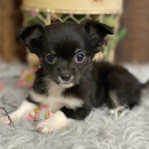 Chihuahua Puppy Riley