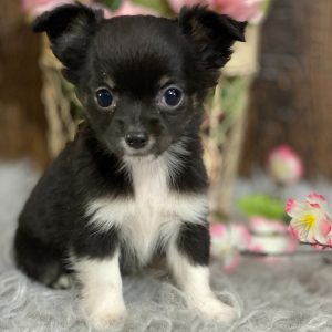 Chihuahua Puppy Riley
