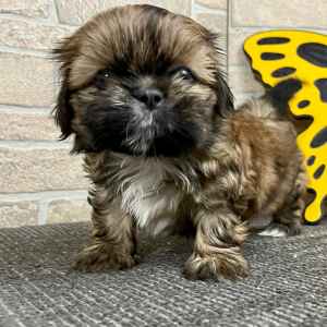 Shih Tzu Puppy Tammy