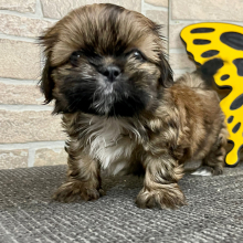 Shih Tzu Puppy Tammy