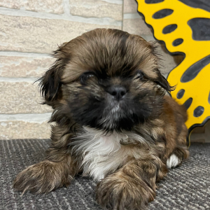 Shih Tzu Puppy Tammy
