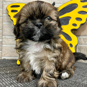 Shih Tzu Puppy Tammy