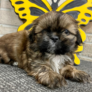Shih Tzu Puppy Tammy