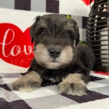 Miniature Schnauzer Puppy Benson