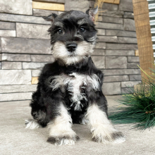 Miniature Schnauzer Puppy Benson
