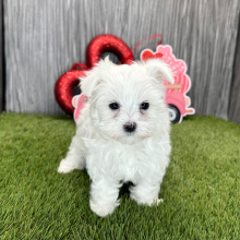 Maltese Puppy Nora