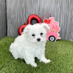 Maltese Puppy Nora