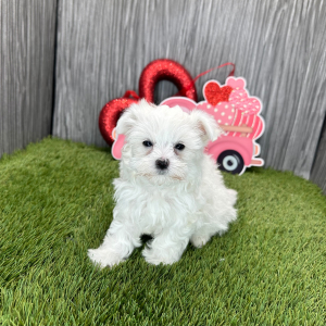 Maltese Puppy Nora
