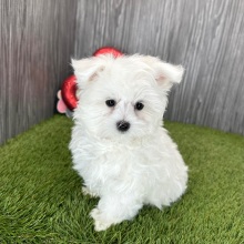 Maltese Puppy Nora