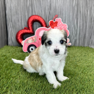 Coton de Tulear Puppy Kendall