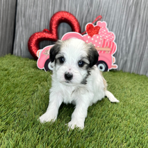 Coton de Tulear Puppy Kendall