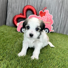 Coton de Tulear Puppy Kendall