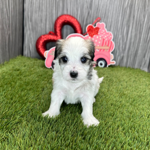 Coton de Tulear Puppy Kendall