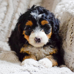 Bernedoodle Puppy Shiloh