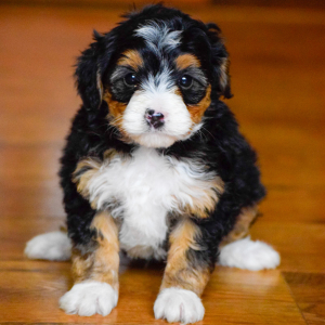 Bernedoodle Puppy Shiloh
