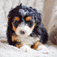 Bernedoodle Puppy Shiloh