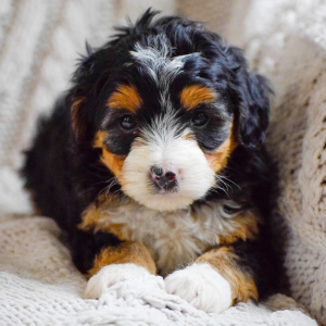 Bernedoodle Puppy Shiloh