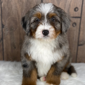 Bernedoodle Puppy Kelsey