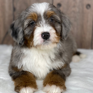 Bernedoodle Puppy Kelsey