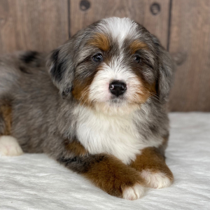 Bernedoodle Puppy Kelsey