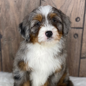 Bernedoodle Puppy Kelsey