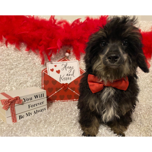 Poodle Puppy Laban