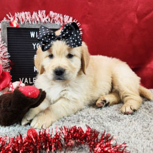 Golden Retriever Puppy Josie