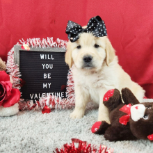 Golden Retriever Puppy Josie