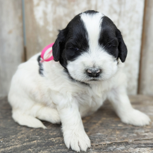 Portuguese Water Dog Puppy Fiona