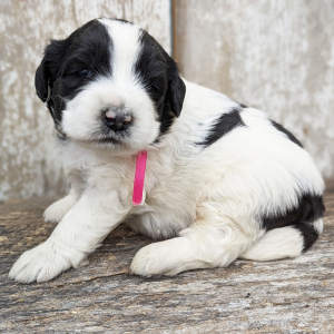 Portuguese Water Dog Puppy Fiona