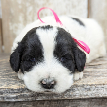 Portuguese Water Dog Puppy Fiona